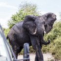 BWA NW Chobe 2016DEC04 NP 057 : 2016, 2016 - African Adventures, Africa, Botswana, Chobe National Park, Date, December, Month, Northwest, Places, Southern, Trips, Year